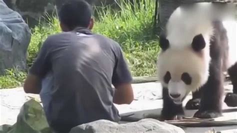 饲养员把熊猫宝宝给大熊猫看，大熊猫愣了：这啥玩意儿？_腾讯视频