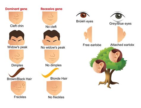 Recessive Genes Examples