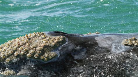 How Barnacles Attach to Whales and Boats - Animals Around The Globe