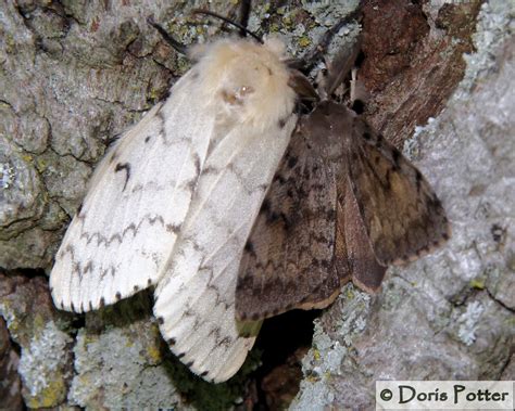 Image result for Gypsy Moth