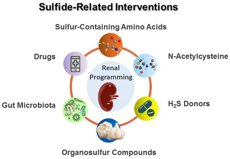 Sulfur-Containing Amino Acids, Hydrogen Sulfide, and Sulfur Compounds ...