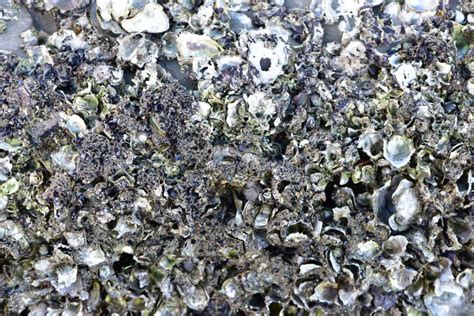 Image result for Hard Sea Shells