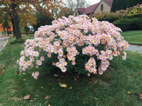 Favorite Perennials: The Daisies | Perennials, Weeds in lawn, Garden
