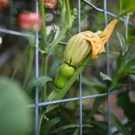Butternut Squash Plant
