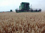 Schlechte Preise verhageln gute Ernte | agrarheute.com