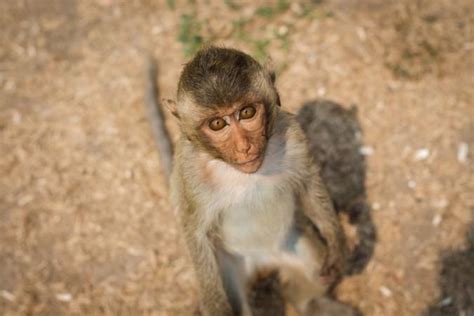 Baby monkey pulls down tourist's top, has bystanders in splits ...