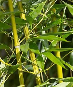 Mphmi NCR Perennial Live Plants Giant thorny bamboo, Bambusa bambos ...