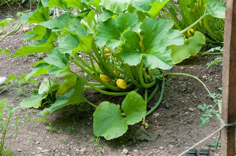 Health Benefits of Spaghetti Squash - Health Benefits