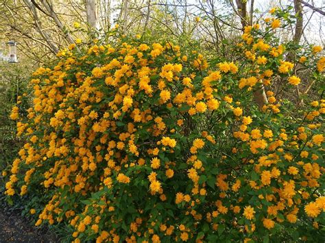 kerria japonica in garden - Google pretraga | Saksı, Süs bitkileri, Bi̇tki̇