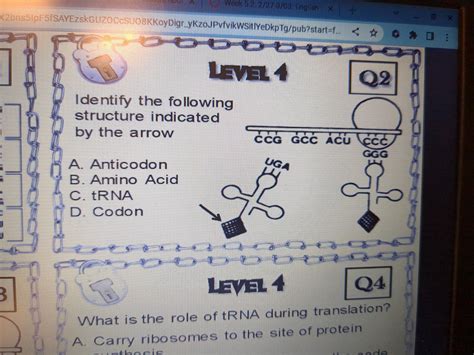Identify the following structure indicated by the arrow. A) anticodon B ...