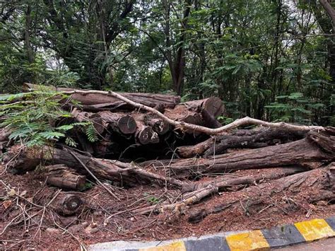 Pile of felled trees in Railway Academy, system's silence on disposal ...
