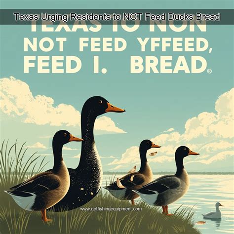 Texas Urging Residents to NOT Feed Ducks Bread – GetFishingEquipment.com