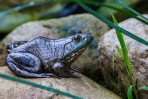 Image result for Alien Michigan Frog