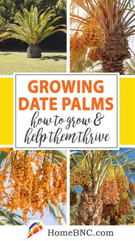 Growing Date Palm Tree – How to Plant and Help Them Thrive