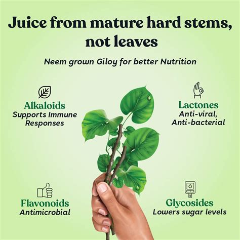 Buy Alternate Medicine and Healthcare Products Online | Kapiva Tulsi ...