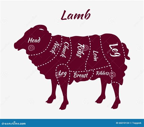 Cuts of Lamb or Mutton Diagram Stock Vector - Illustration of loin ...