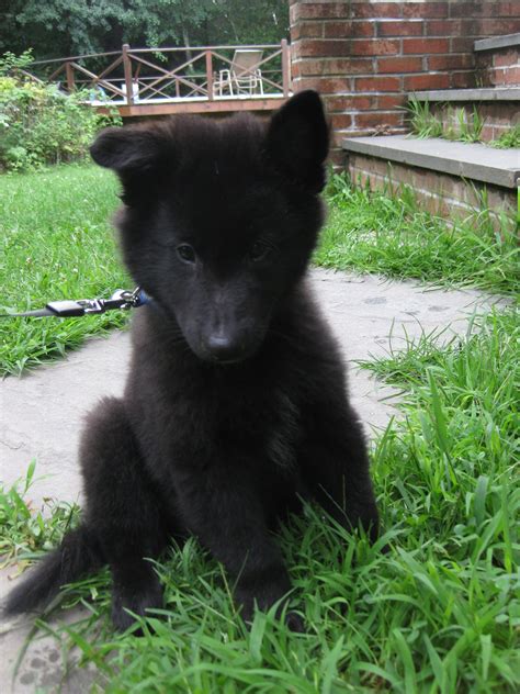 Belgian Shepherd Puppy Black