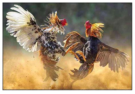 Pitmaster Sabong Tips 的图像结果