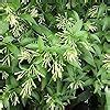 FloraPlax Raat Ki Rani, Raat Rani, Night Blooming Jasmine Plant With ...