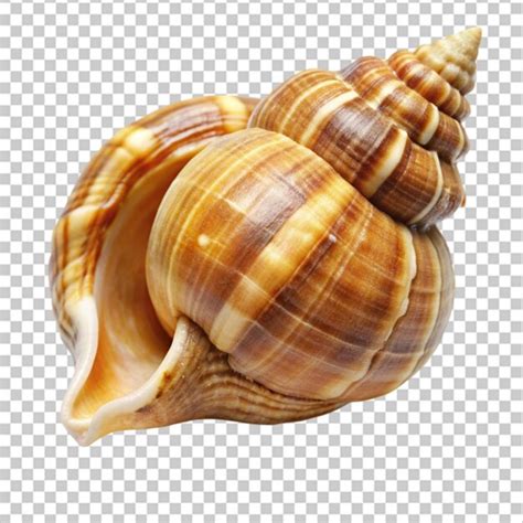 Image result for Shell Animation No Background