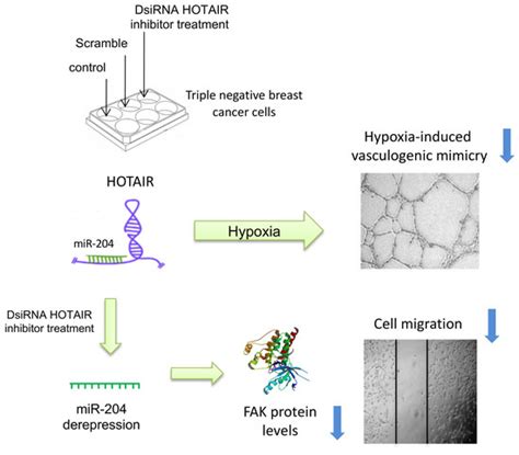 ncRNA | June 2020 - Browse Articles