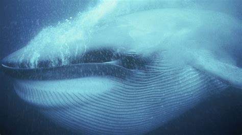Blue Whale Size Comparison Chart