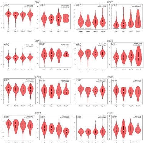 CBX Family Members in Two Major Subtypes of Renal Cell Carcinoma: A ...