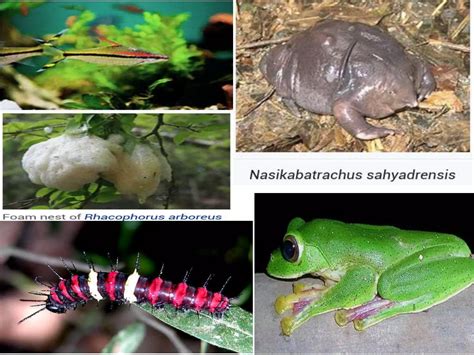 Forest Environment 的图像结果