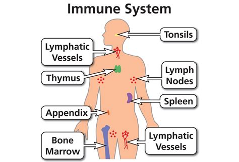 Image result for Gram-negative Bacilli Algorithm