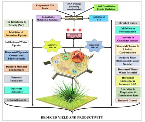 Coping with the Challenges of Abiotic Stress in Plants: New Dimensions ...