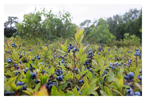 Wild Blueberries Vs Blueberries