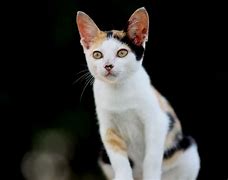 Image result for Cute Aesthetic Bunny Cat Profile