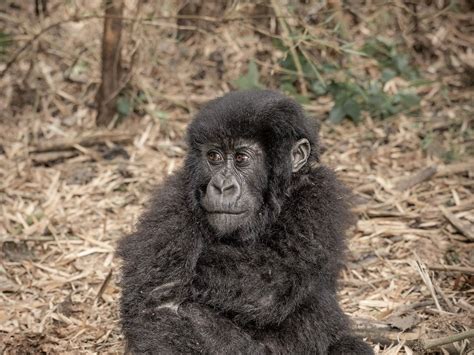 INTARE SAFARIS RWANDA (2026) All You Need to Know BEFORE You Go (with ...