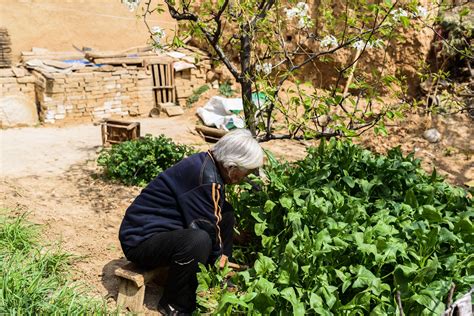 83岁老人独居土窑洞，自己挑水拾柴种菜，还要为儿子种庄稼