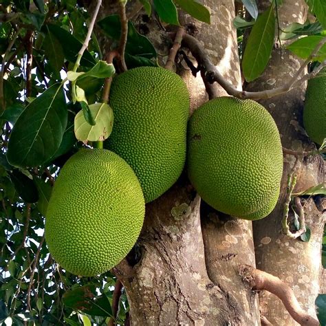 Jackfruit Fruit THE WONDERS OF JACKFRUIT Explore Sri Lanka