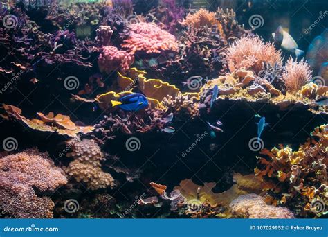 Blue Tang Fish Paracanthurus Hepatus and Chromis Viridis Swimming Stock ...