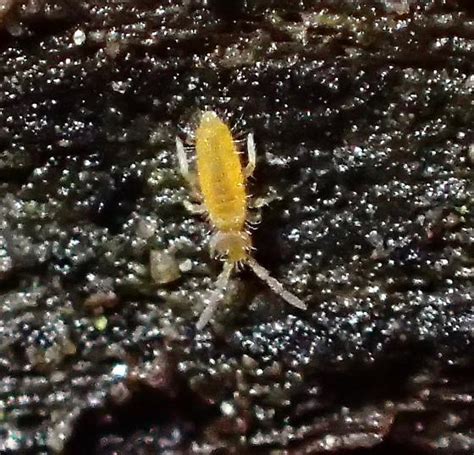 Image result for Yellow Spring Tails