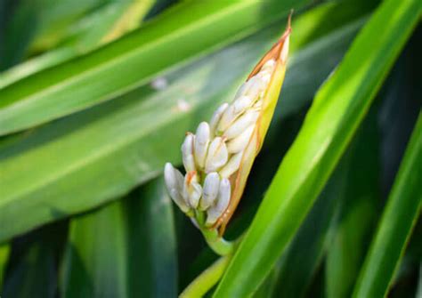 Nutraceutical Virtual Museum