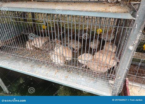 Sale of Quails for Breeding on the Farm. Caged Animals for Sale Stock Image - Image of captive ...