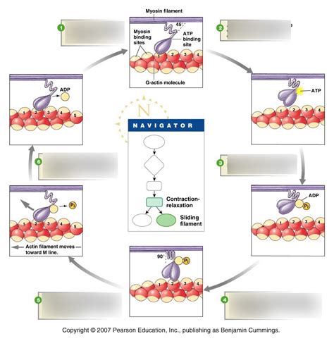 Image result for Cross Bridge Cycle Explained