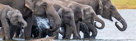 Safari por el Parque Nacional de Kaudulla, Sigiriya - Central de Reservas