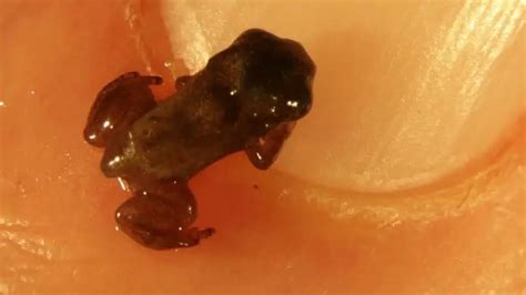 Image result for Alien Organisms