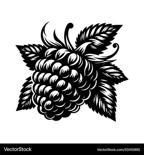 Image result for Raspberry Drawing Vector