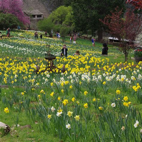 MCLAUGHLIN'S DAFFODIL HILL (2026) All You Need to Know BEFORE You Go ...