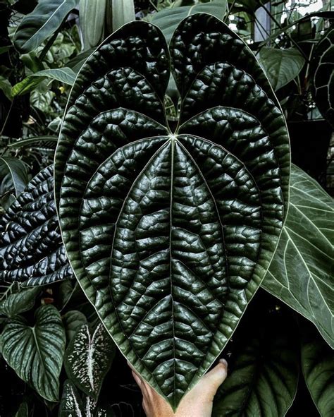 Anthurium Luxurian: Buy Plant Online In India – Growcerys