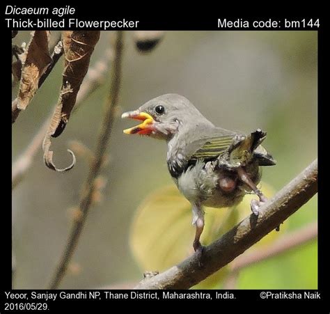 Dicaeum agile (Tickell, 1833) - Thick-billed Flowerpecker | Birds