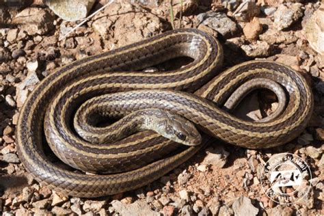 Image result for A Snake Using a Computer
