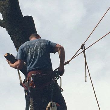 Image result for Tree Top Tree Service