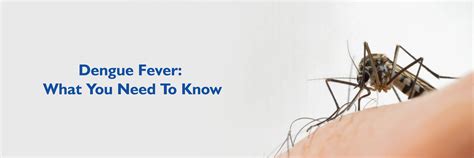 Dengue Fever Awareness: Symptoms, Complications & Prevention