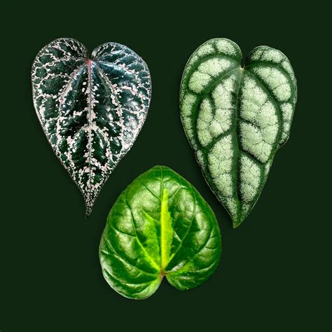 Exotic Piper Collection: Ornatum, Sylvaticum & 'Bright Eyes' – Soiled